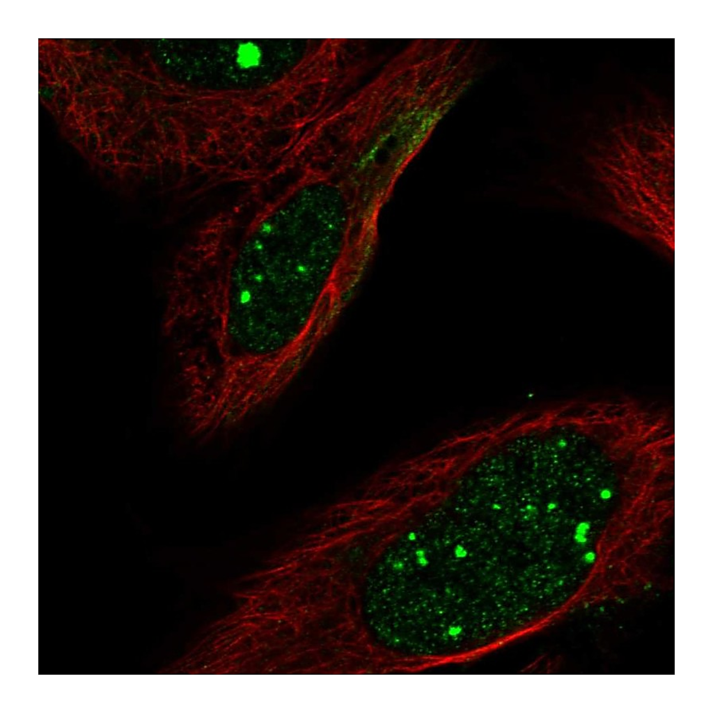 Atlas Antibodies Anti-FLI1 Antibody