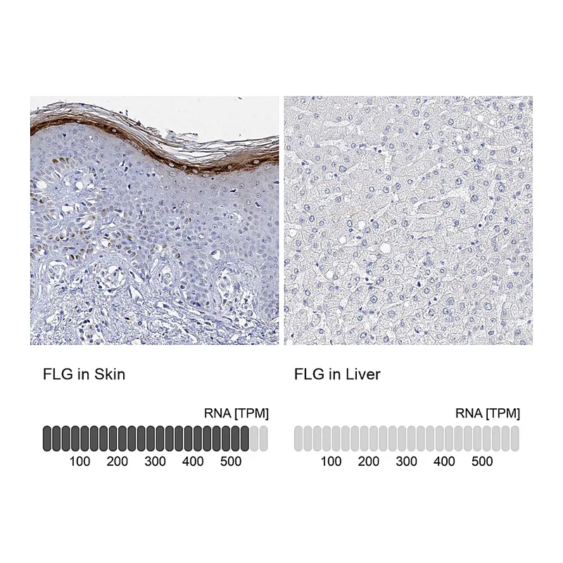 Atlas Antibodies Anti-FLG Antibody