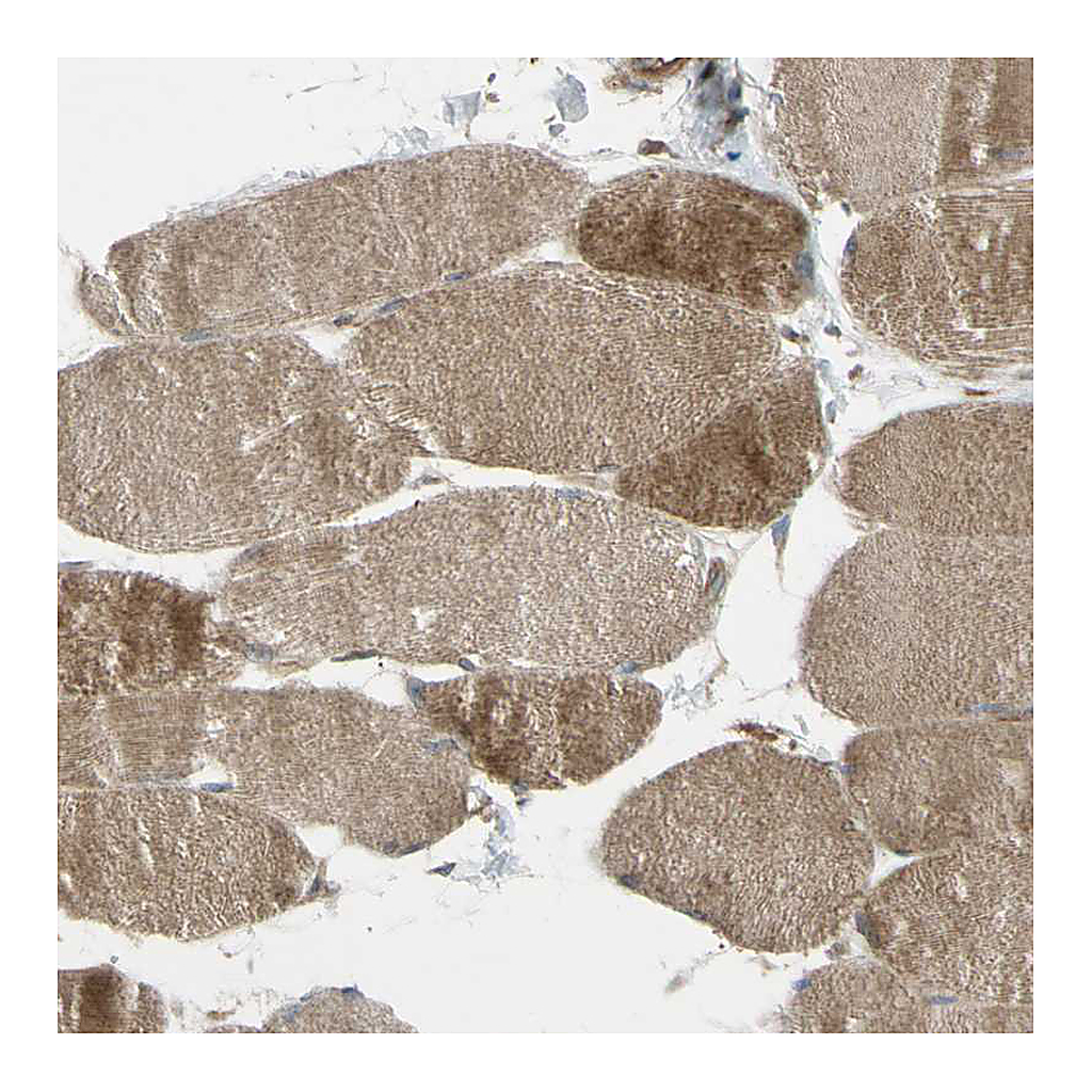 Atlas Antibodies Anti-FLII Antibody