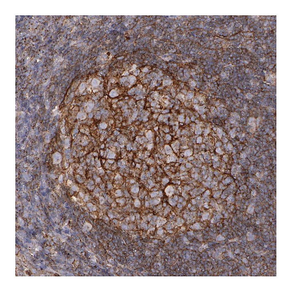 Atlas Antibodies Anti-FLOT2 Antibody
