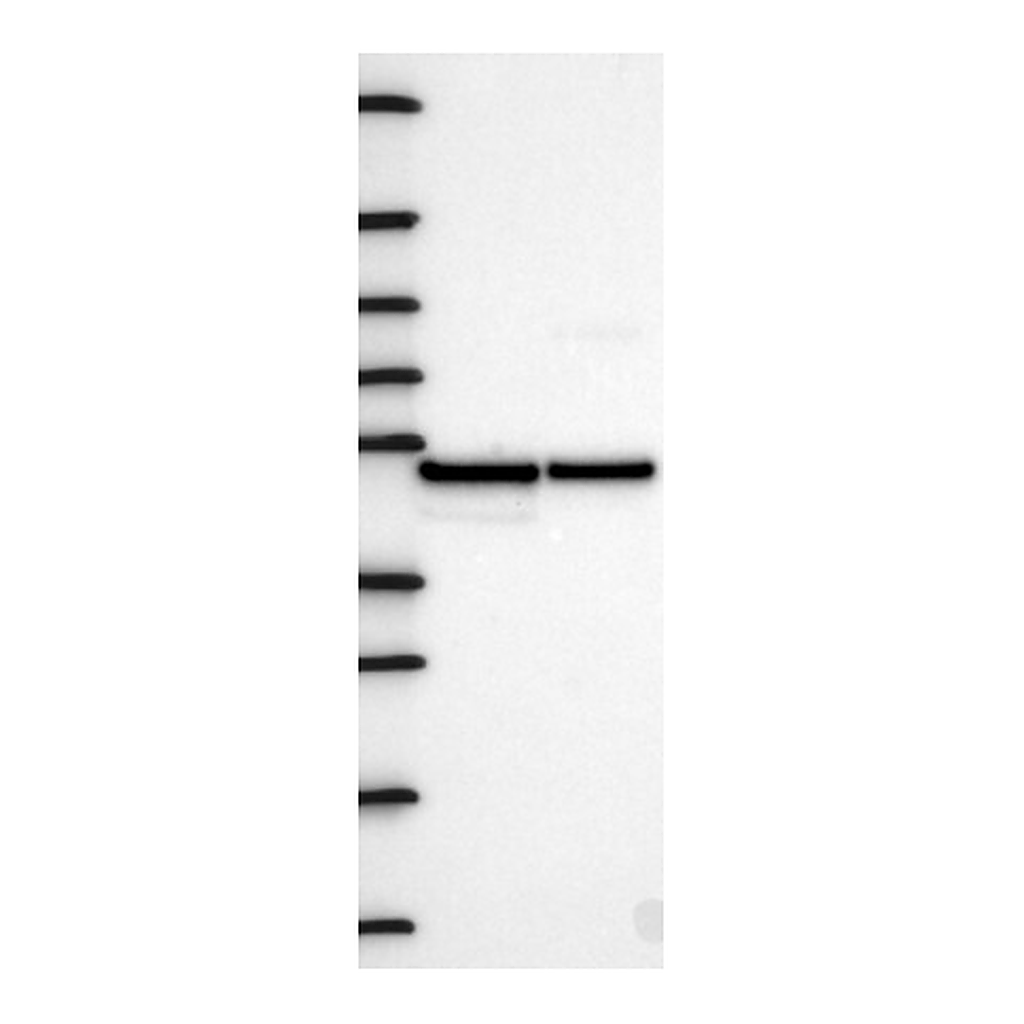 Atlas Antibodies Anti-FLOT2 Antibody