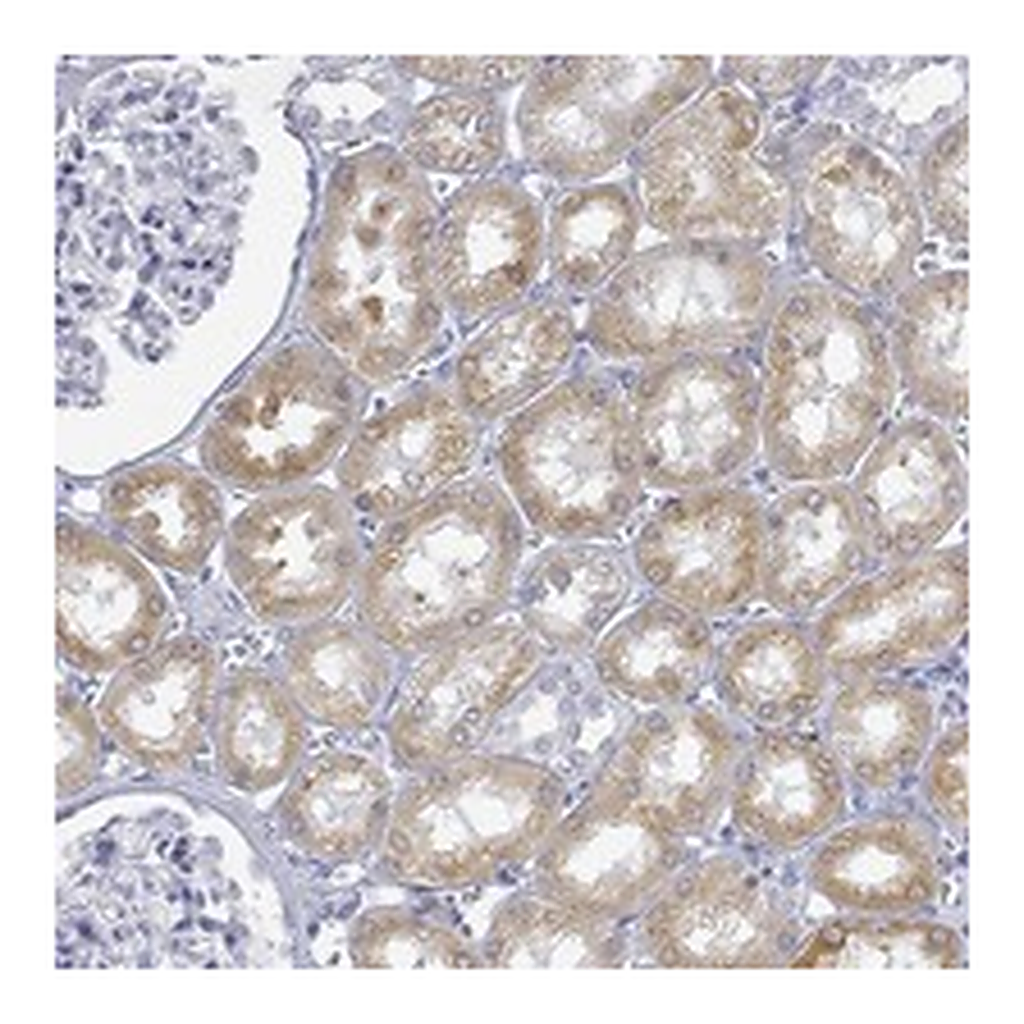 Atlas Antibodies Anti-FMO1 Antibody