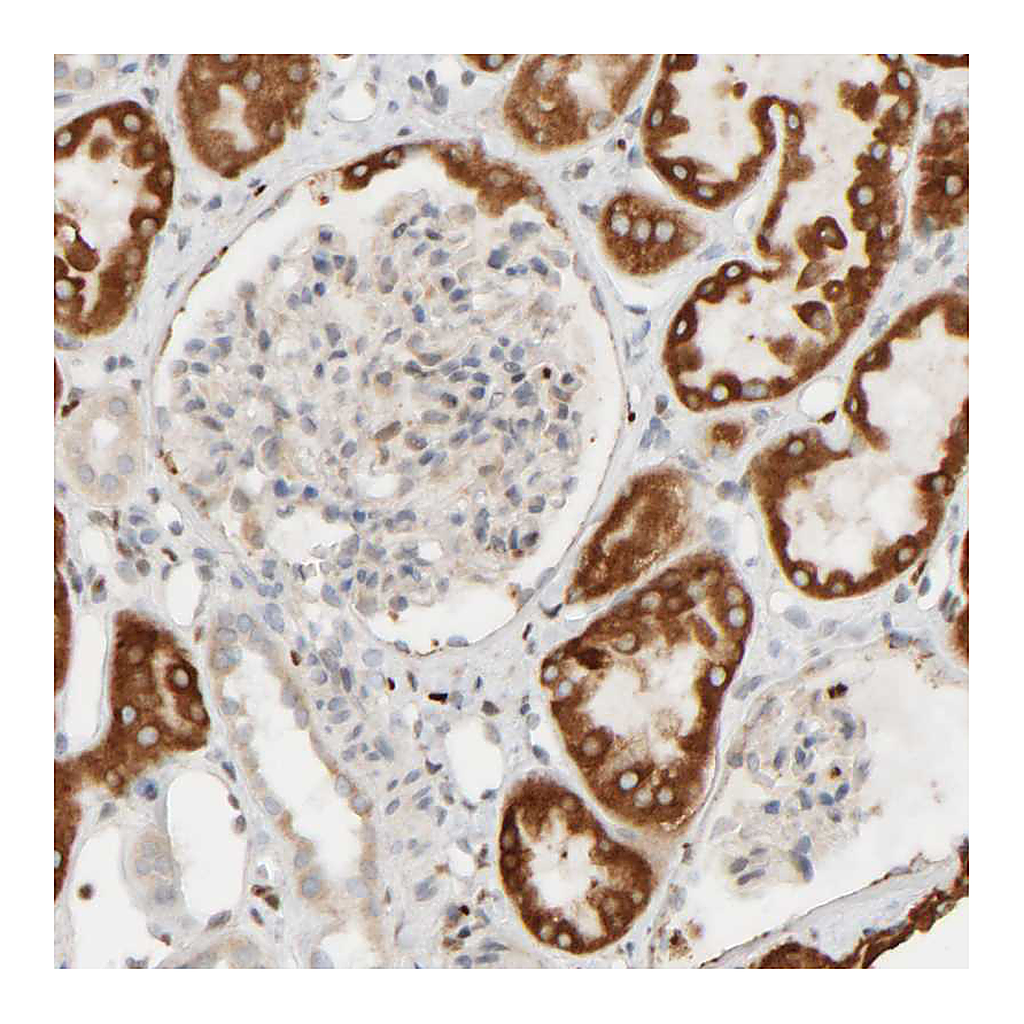 Atlas Antibodies Anti-FMO1 Antibody