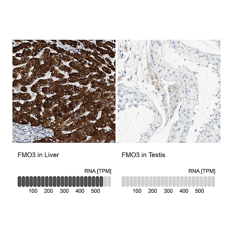 Atlas Antibodies Anti-FMO3 Antibody