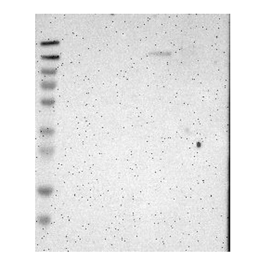 Atlas Antibodies Anti-FNDC3A Antibody
