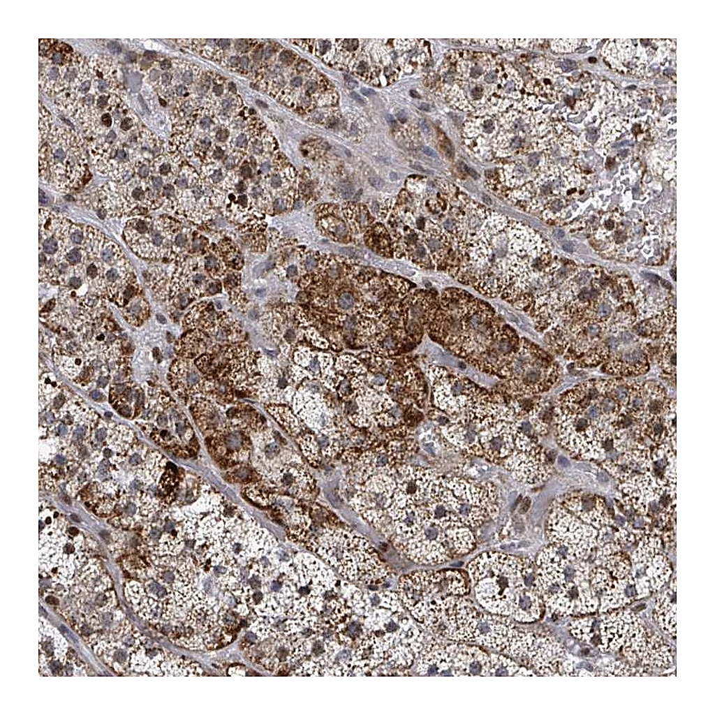 Atlas Antibodies Anti-FNDC4 Antibody