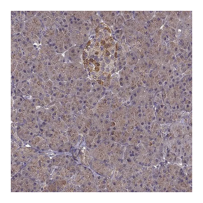 Atlas Antibodies Anti-FNIP2 Antibody