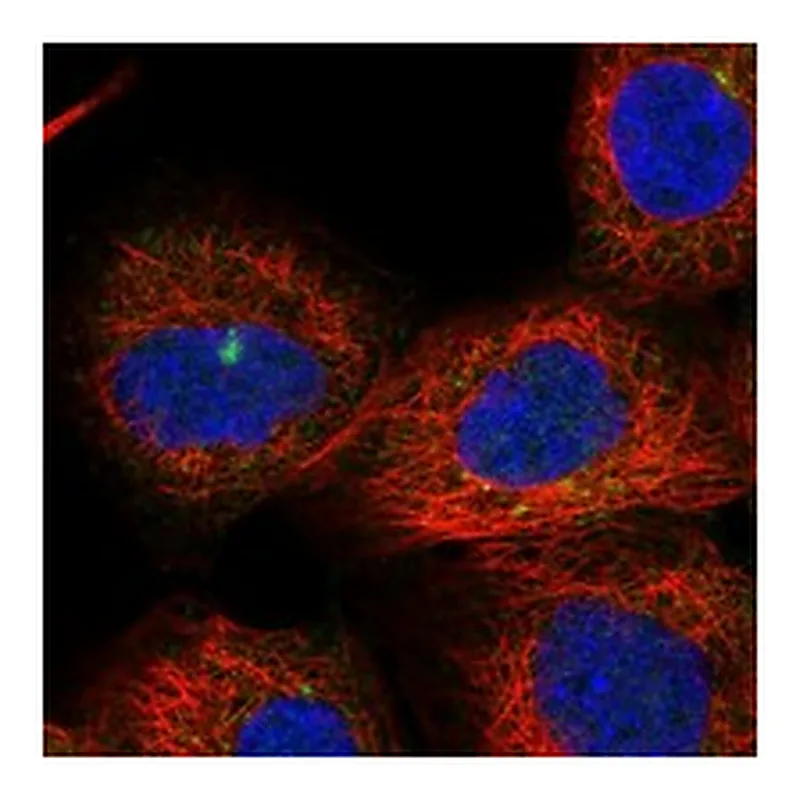 Atlas Antibodies Anti-FNIP2 Antibody