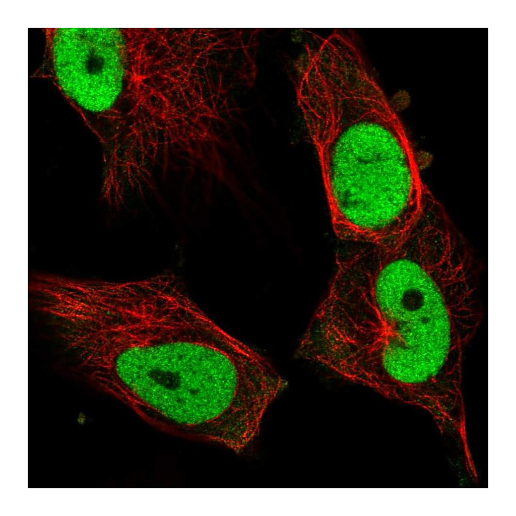 Atlas Antibodies Anti-FOSL1 Antibody