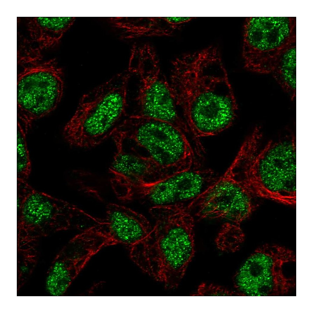Atlas Antibodies Anti-FOXA3 Antibody