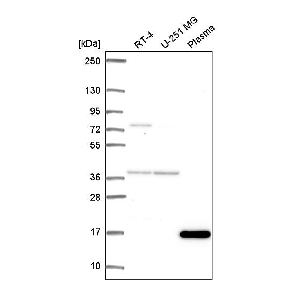 Atlas Antibodies Anti-FOXL2NB Antibody