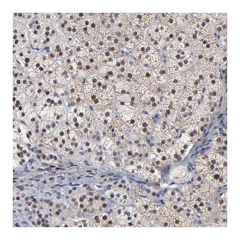 Atlas Antibodies Anti-FOXN2 Antibody