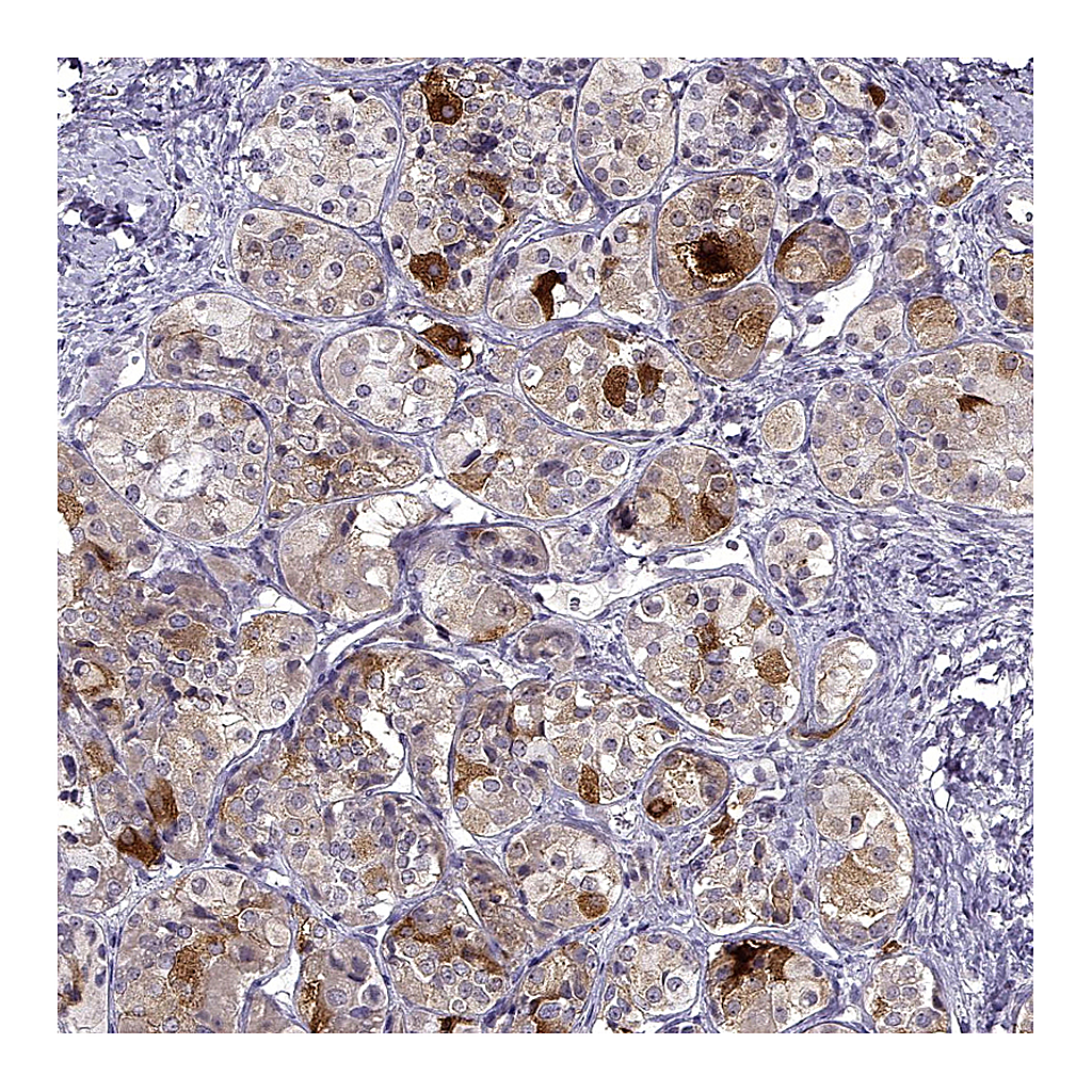 Atlas Antibodies Anti-FSHB Antibody