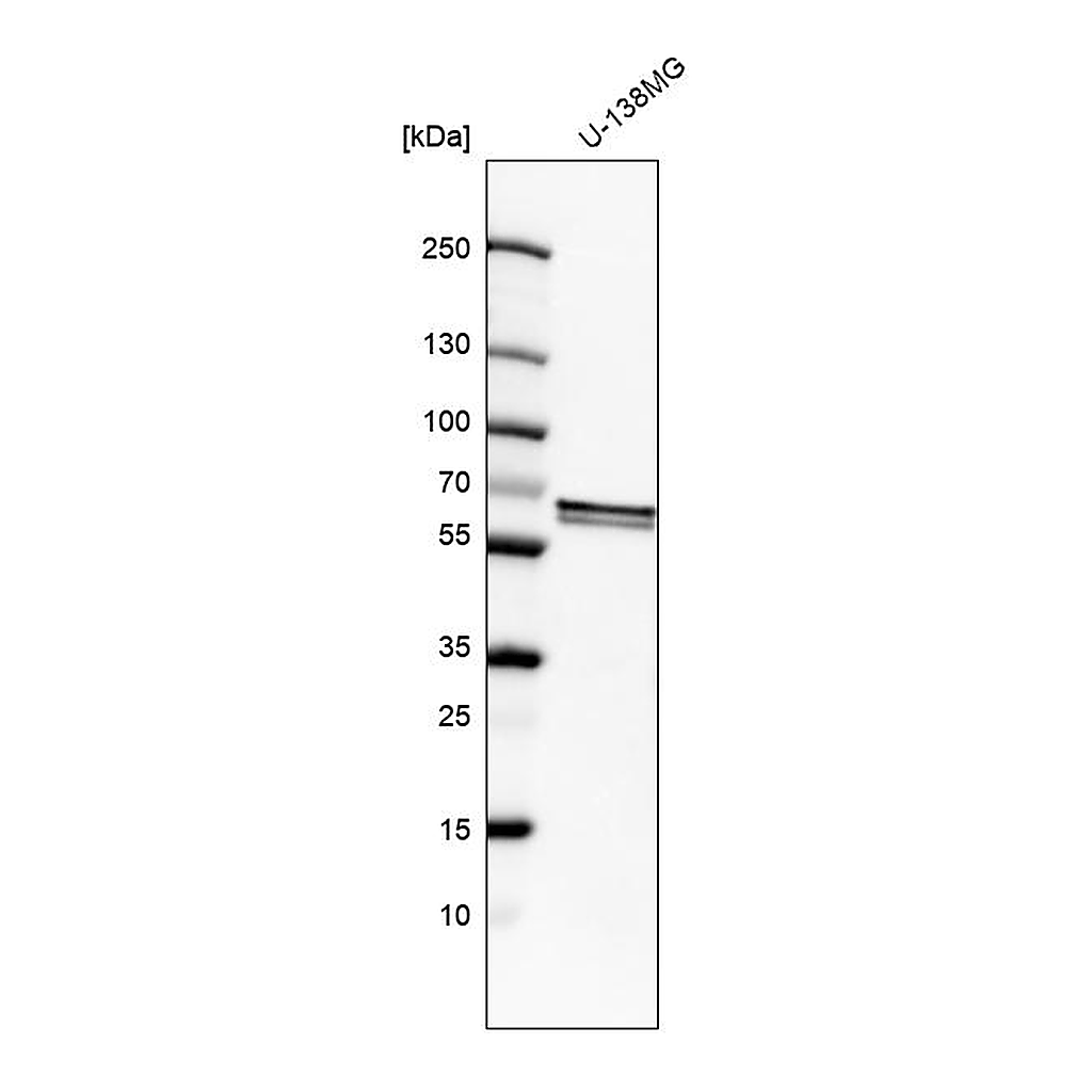Atlas Antibodies Anti-FUBP3 Antibody