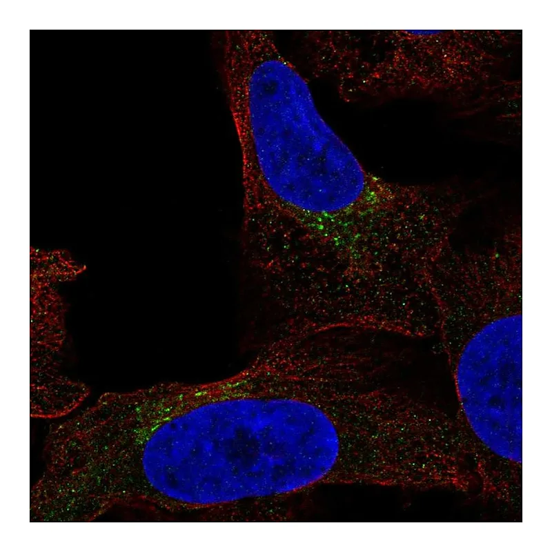 Atlas Antibodies Anti-FUT7 Antibody