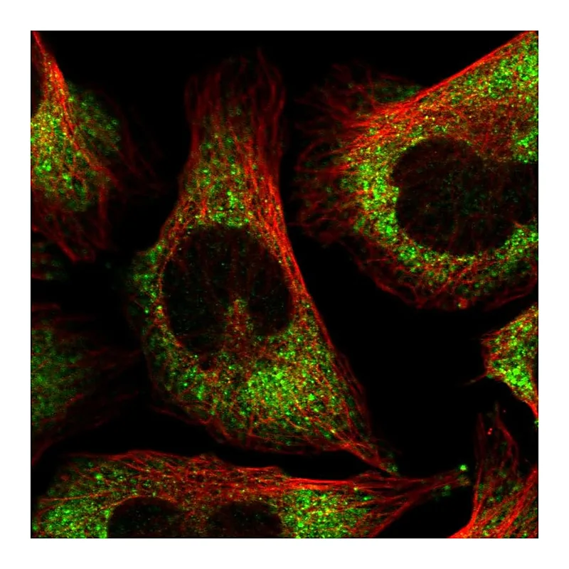 Atlas Antibodies Anti-FXR1 Antibody