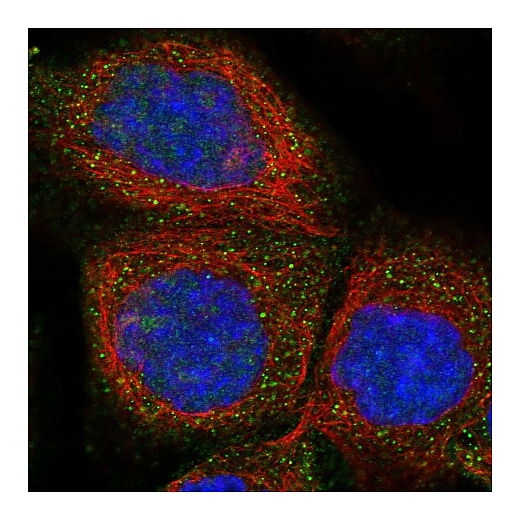 Atlas Antibodies Anti-FXYD1 Antibody