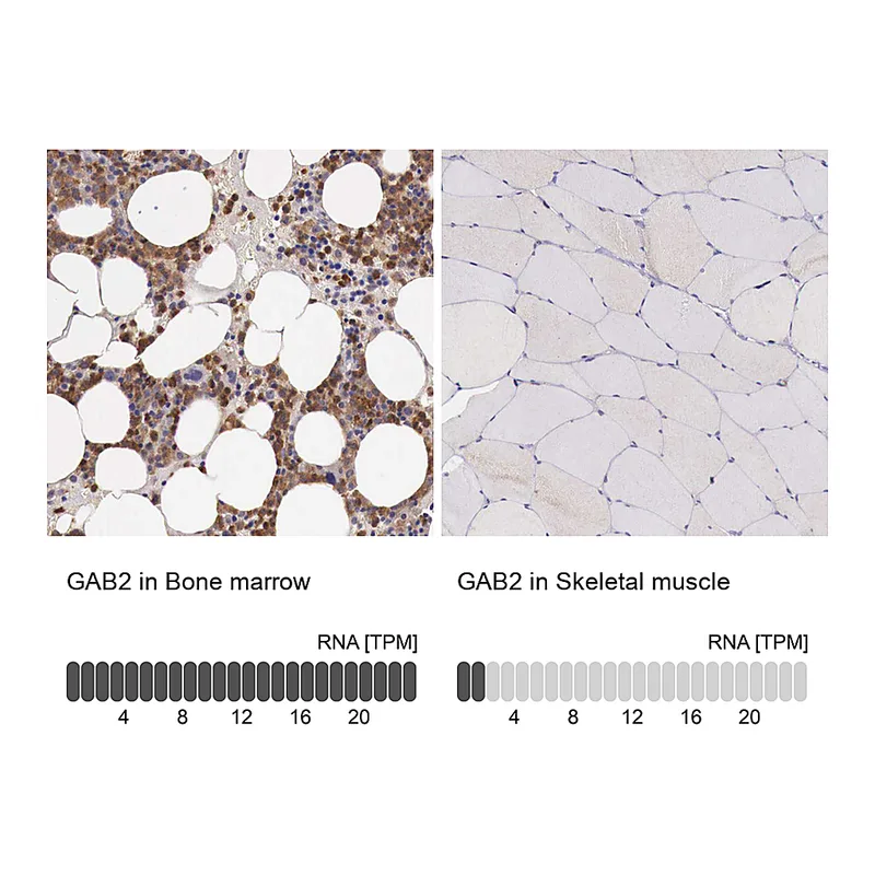 Atlas Antibodies Anti-GAB2 Antibody