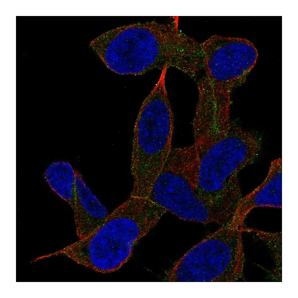 Atlas Antibodies Anti-GAB2 Antibody