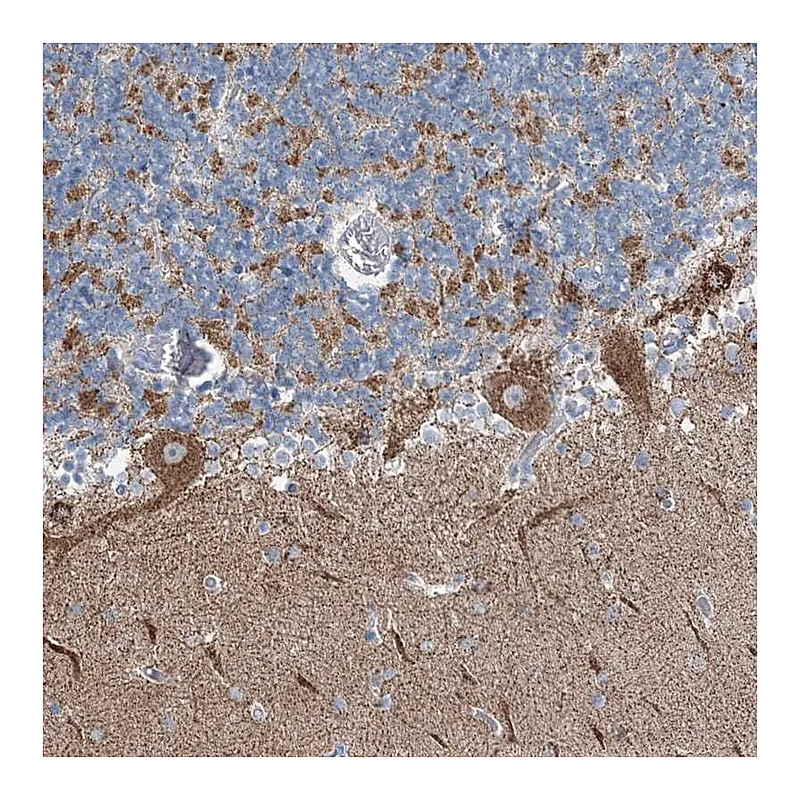 Atlas Antibodies Anti-GABARAPL2 Antibody