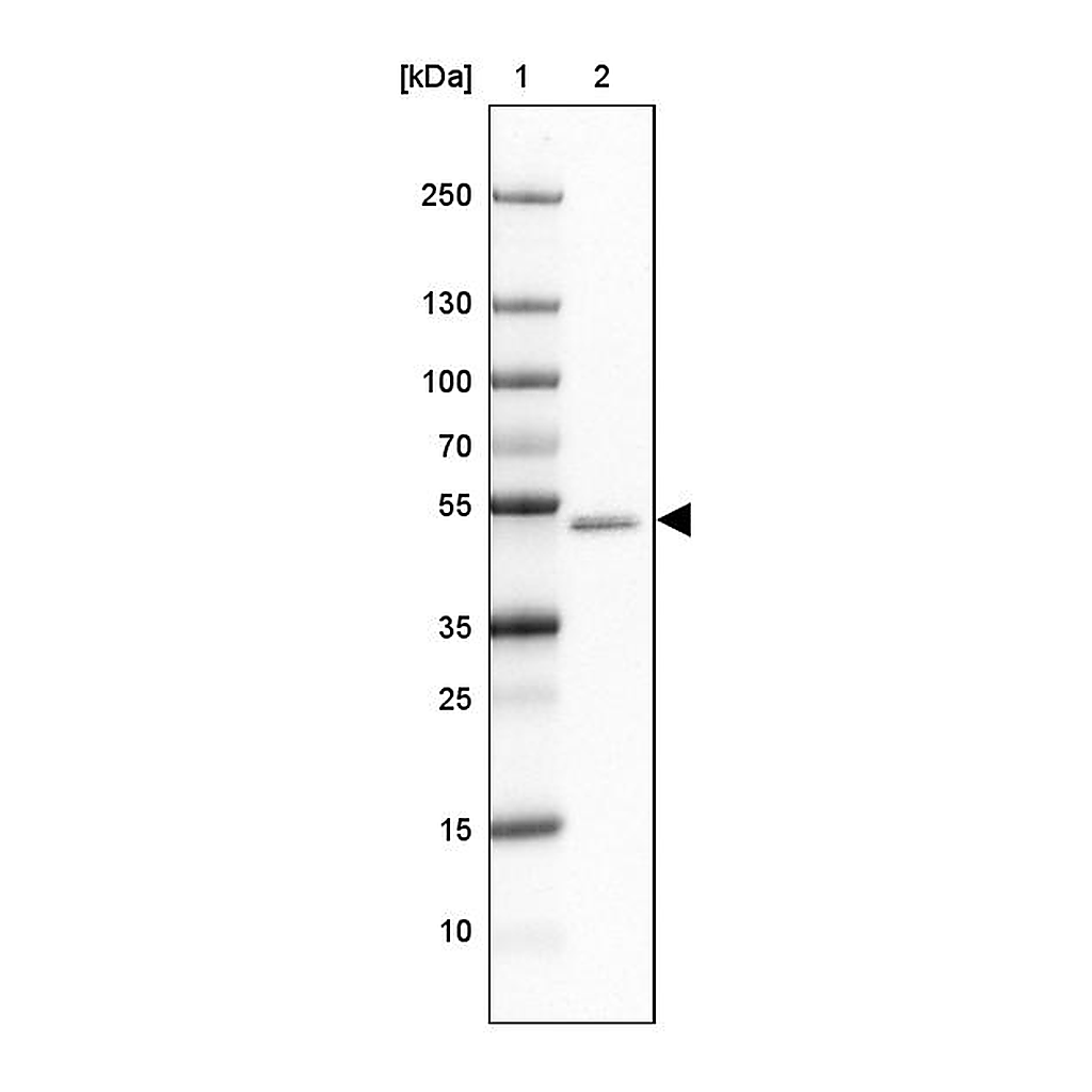 Atlas Antibodies Anti-GABRA1 Antibody