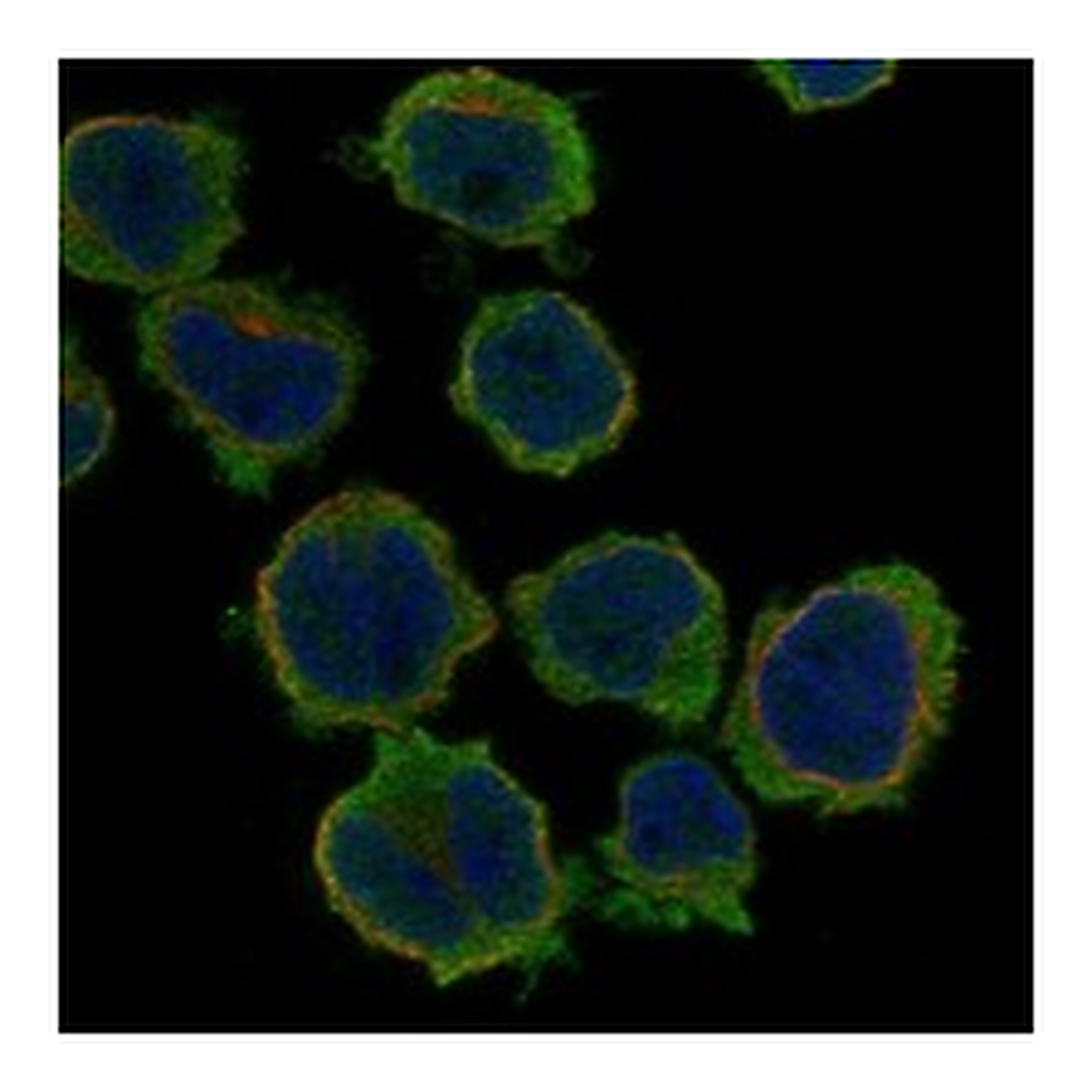 Atlas Antibodies Anti-GABRG1 Antibody