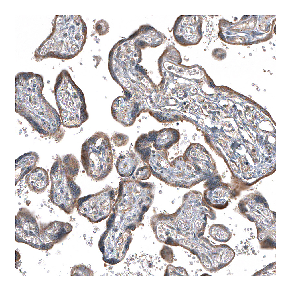 Atlas Antibodies Anti-GADD45G Antibody