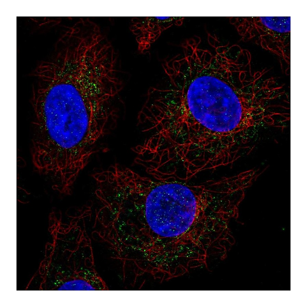 Atlas Antibodies Anti-GADD45GIP1 Antibody
