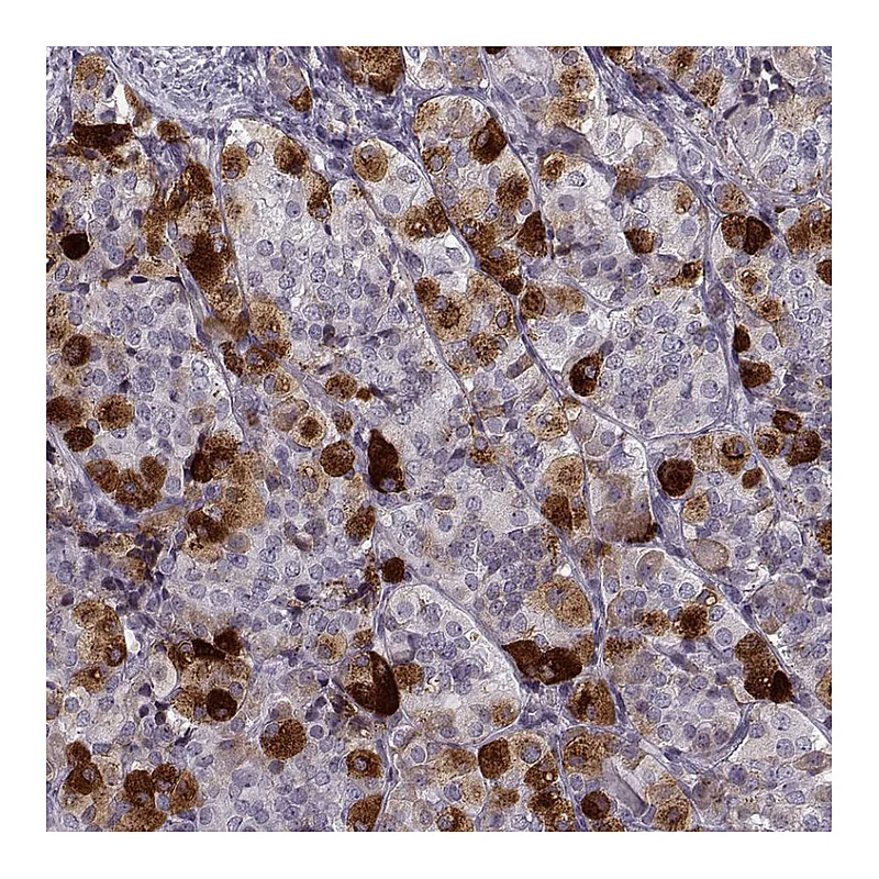 Atlas Antibodies Anti-GAL Antibody