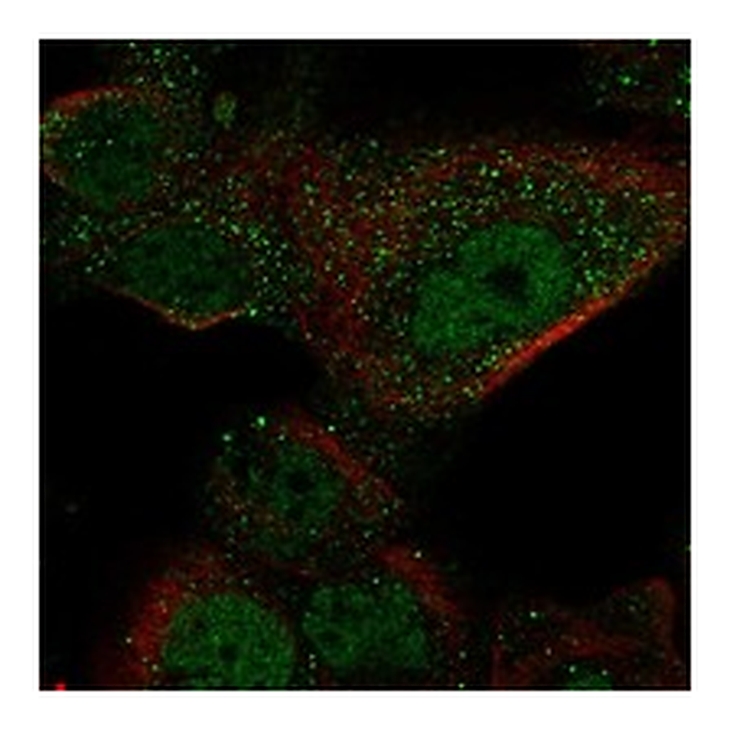 Atlas Antibodies Anti-GAL3ST1 Antibody