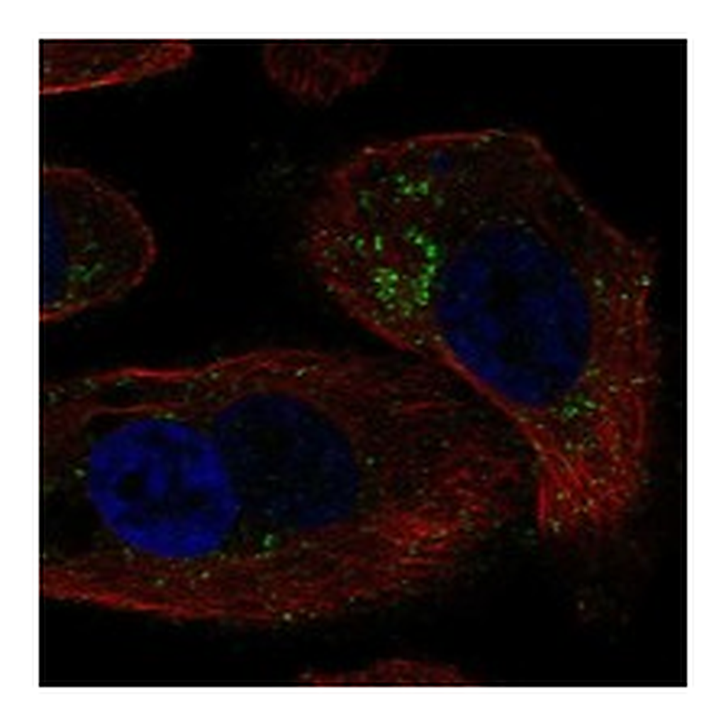 Atlas Antibodies Anti-GALNT18 Antibody