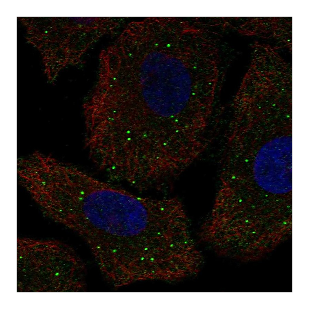 Atlas Antibodies Anti-GALNT9 Antibody