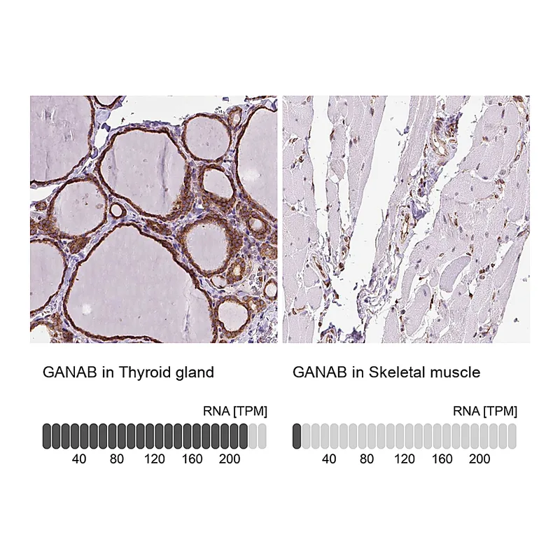 Atlas Antibodies Anti-GANAB Antibody