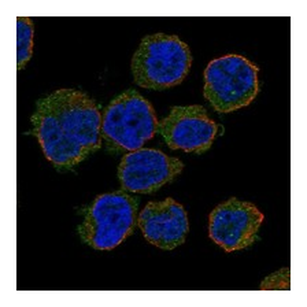 Atlas Antibodies Anti-GAPT Antibody