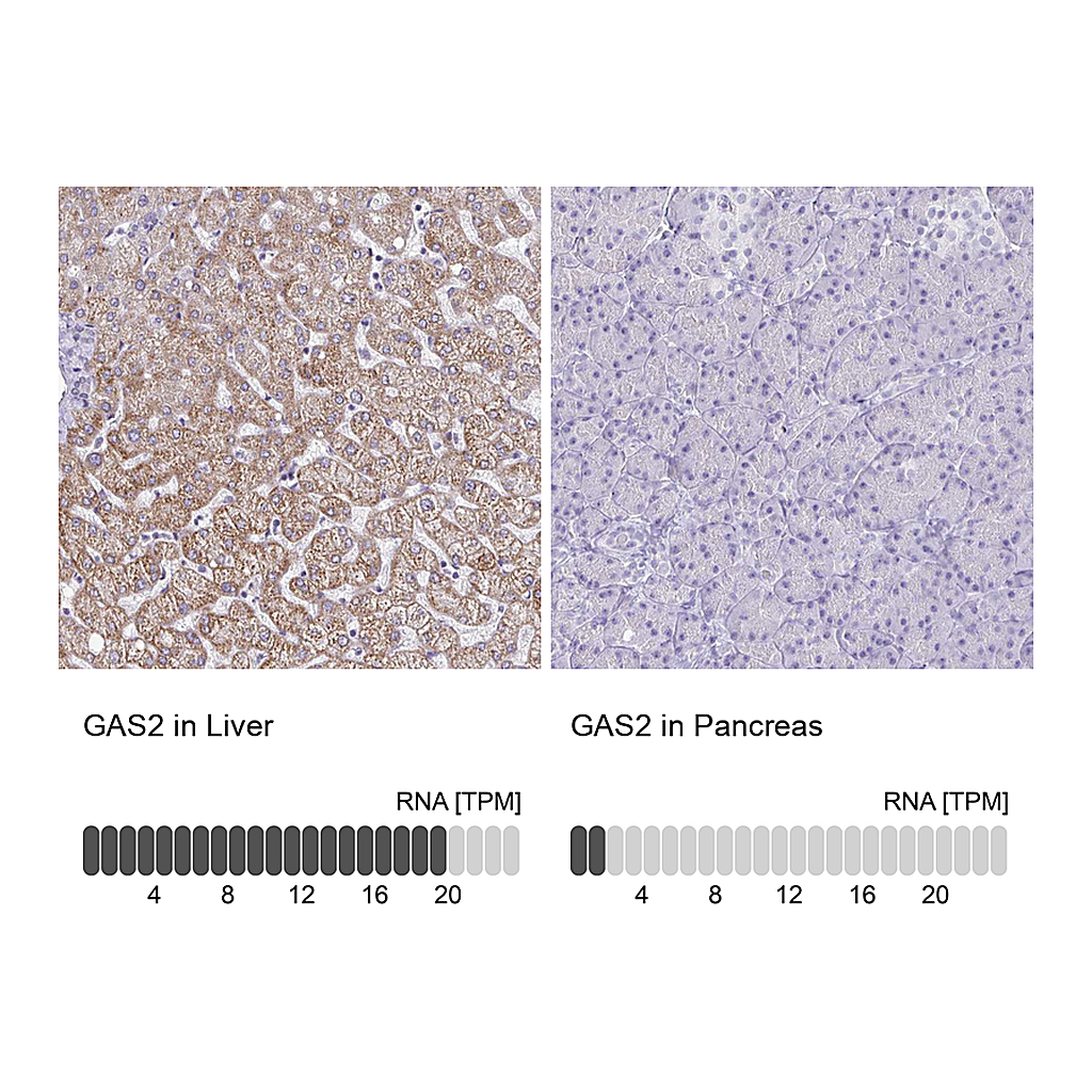 Atlas Antibodies Anti-GAS2 Antibody