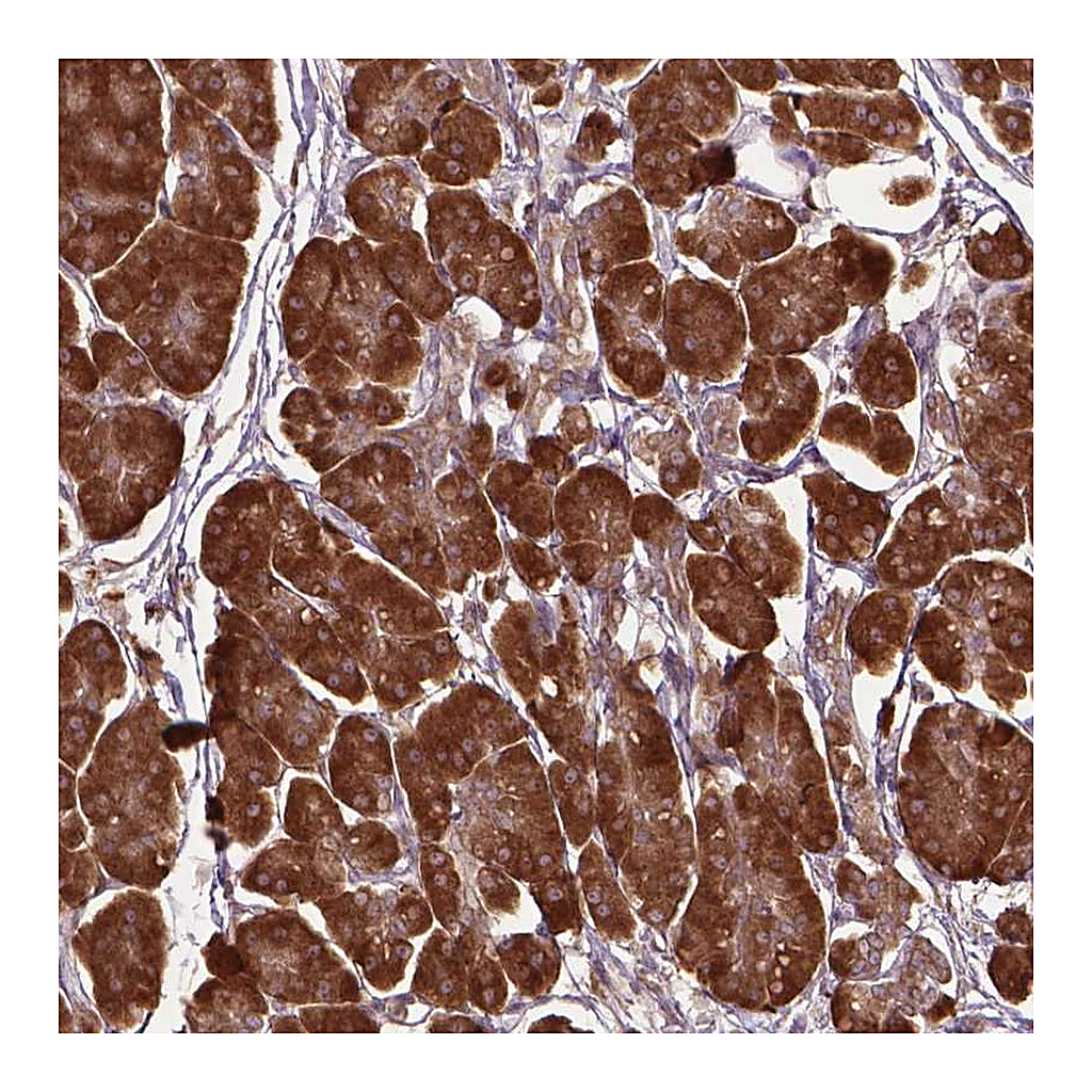 Atlas Antibodies Anti-GAS1 Antibody