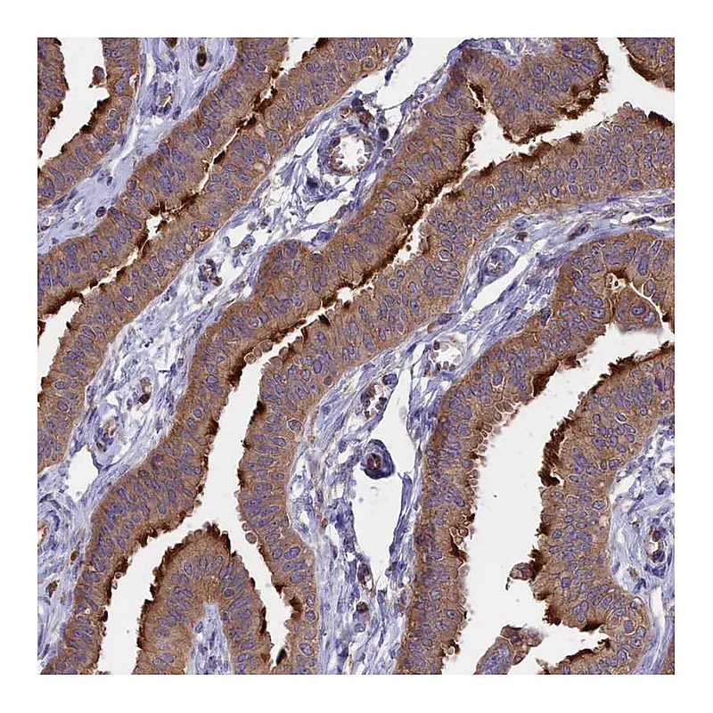 Atlas Antibodies Anti-GAS8 Antibody