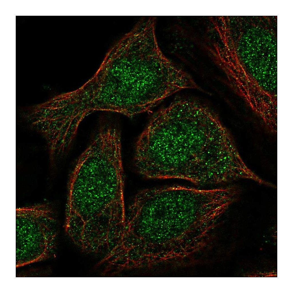 Atlas Antibodies Anti-GATA5 Antibody