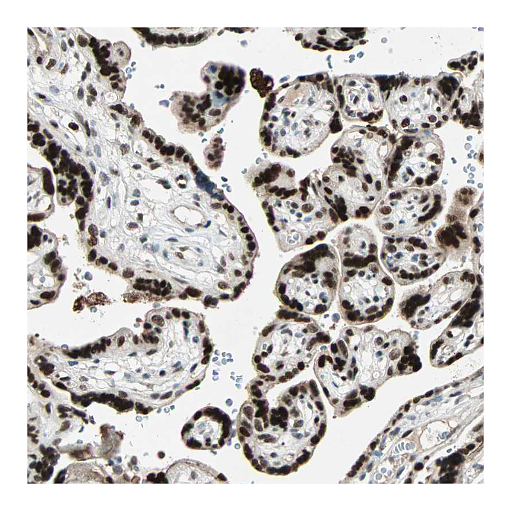 Atlas Antibodies Anti-GATA2 Antibody