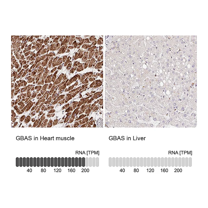 Atlas Antibodies Anti-GBAS Antibody