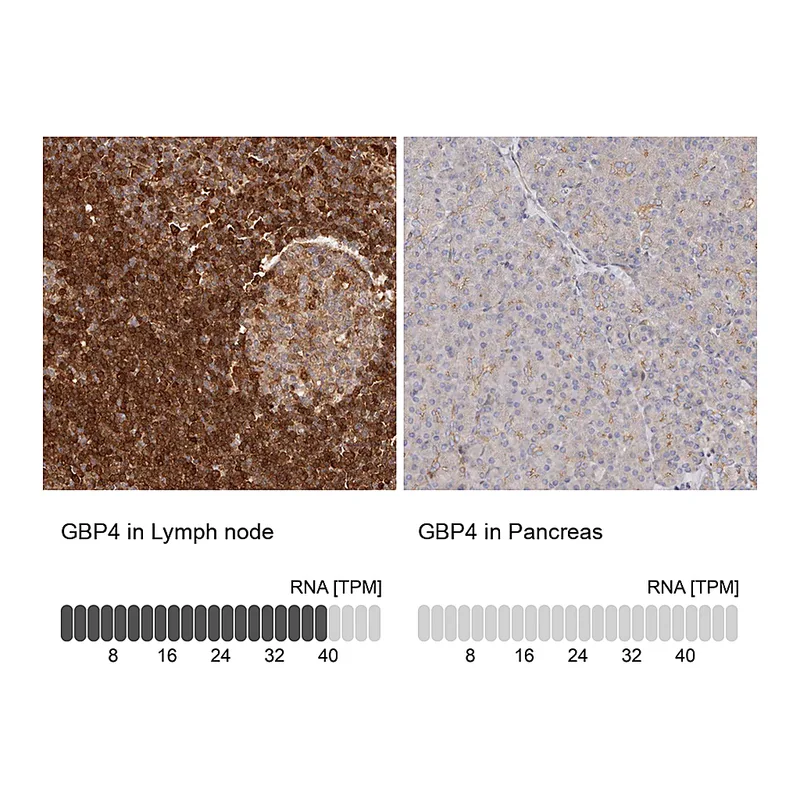 Atlas Antibodies Anti-GBP4 Antibody