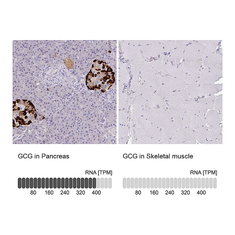 Atlas Antibodies Anti-GCG Antibody