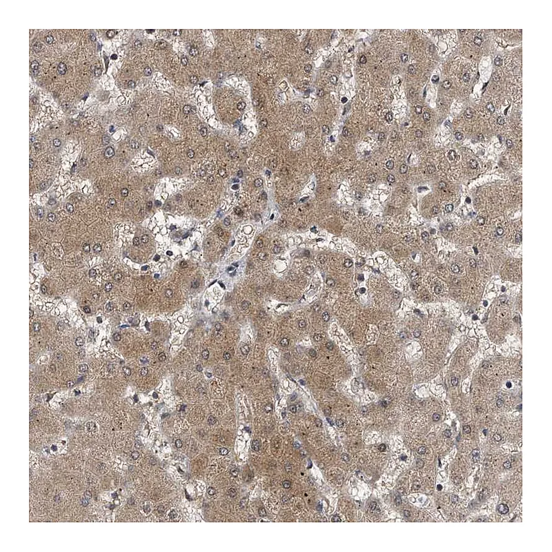 Atlas Antibodies Anti-GCH1 Antibody