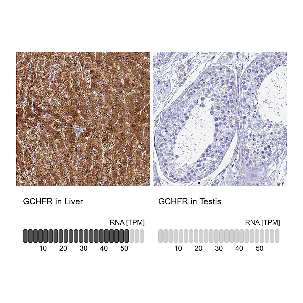 Atlas Antibodies Anti-GCHFR Antibody