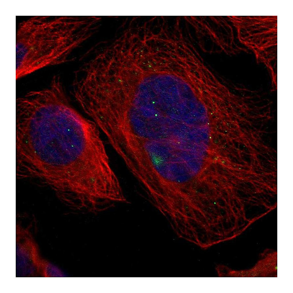 Atlas Antibodies Anti-GCM1 Antibody