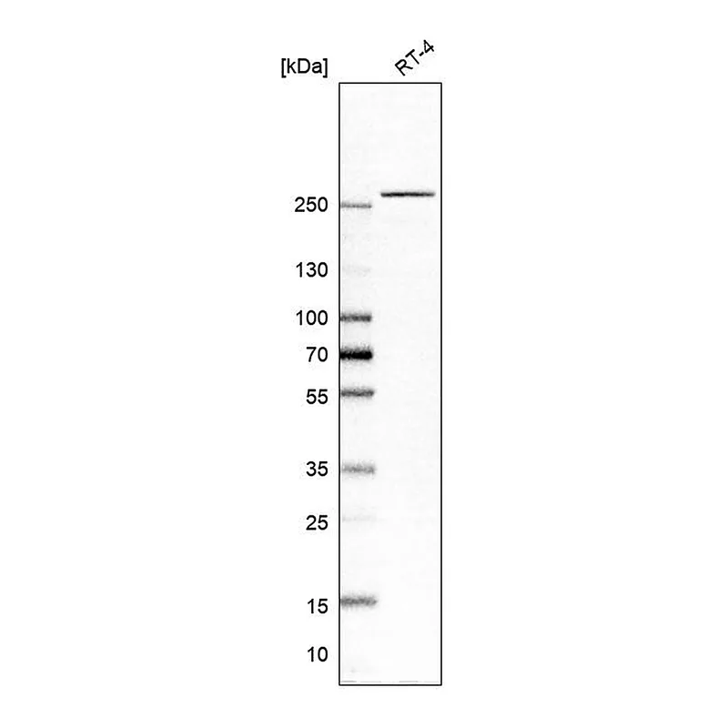 Atlas Antibodies Anti-GCN1 Antibody