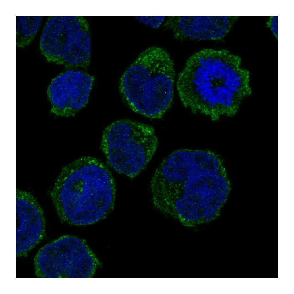 Atlas Antibodies Anti-GCSAML Antibody