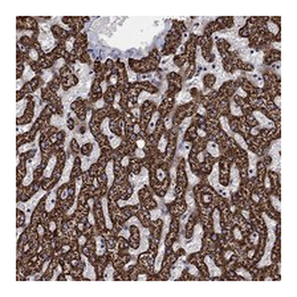 Atlas Antibodies Anti-GCSH Antibody