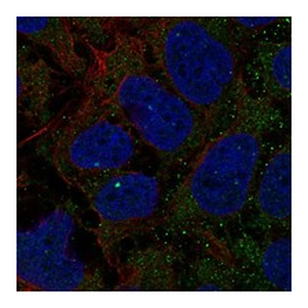 Atlas Antibodies Anti-GCNT7 Antibody