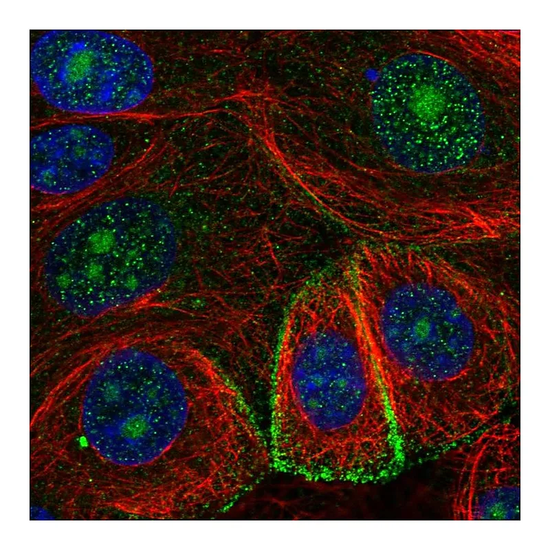 Atlas Antibodies Anti-GDE1 Antibody